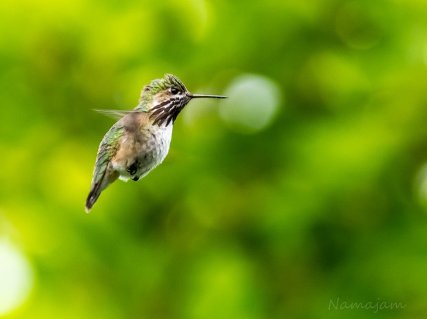 Male Calliope Hummingbird hovering, making sure I wasn't  getting too close to the nest. 