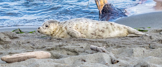 Shot with a Pentax SMC 50mm f/1.2 @ 5.6, 1/320, ISO-200, spot meter with a Pentax K-3.