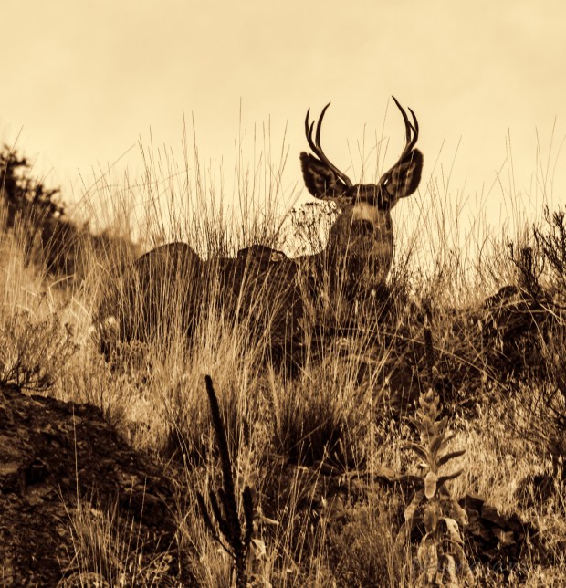 20141111-IMGP8113-Edit-2