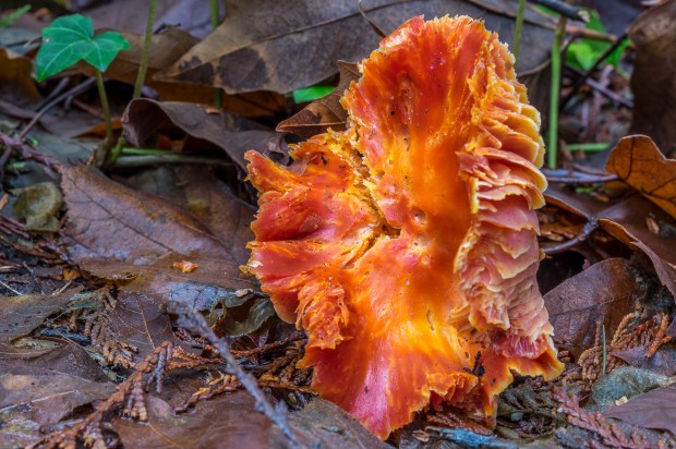 Beautiful large mushroom. Maybe a type of Chanterelle? 