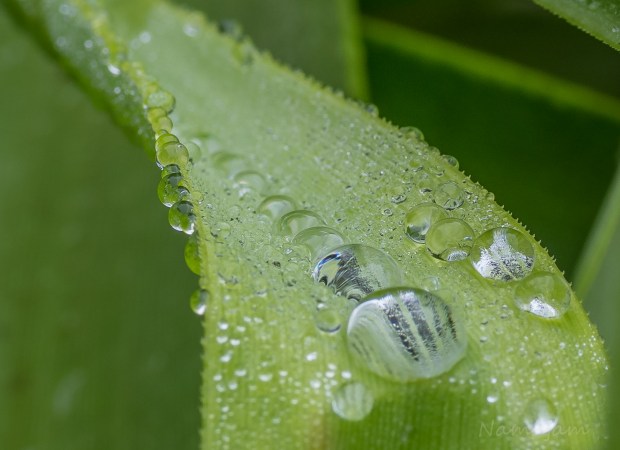 Droplets on a blade of grass.  In line ready to jump.