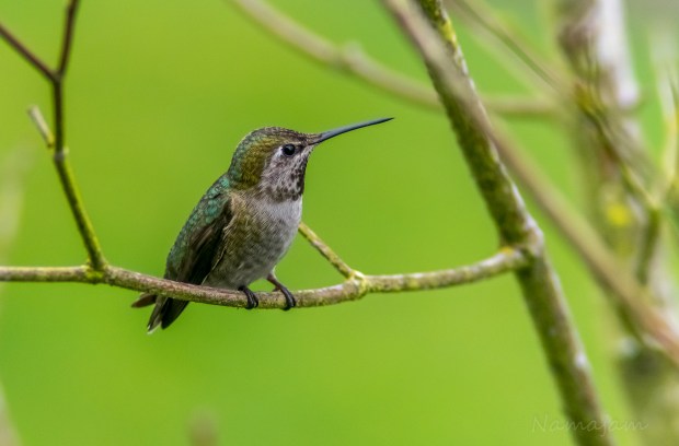 Anna's Hummingbird standing guard near the nectar. 