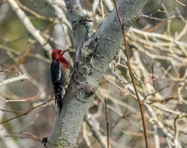 Red-breasted Sapsucker