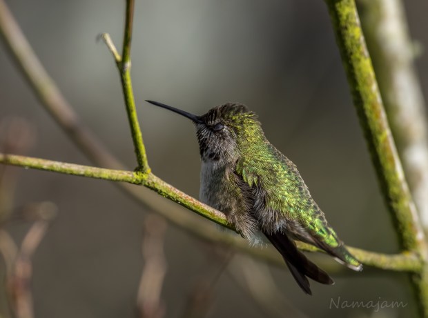 After fighting all day, I think this male Anna's was taking a power nap. I thought maybe I caught him blinking but his eyes were shut during a sequence of 15 images. 