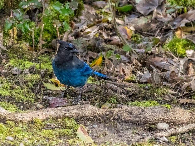 Stellar's Jay. Reminds me of a Blue Jay on steroids. 