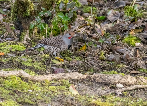 Northern Flicker foraging on forrest floor.  This must have been a juvenile, he was must smaller compared to the adult. 