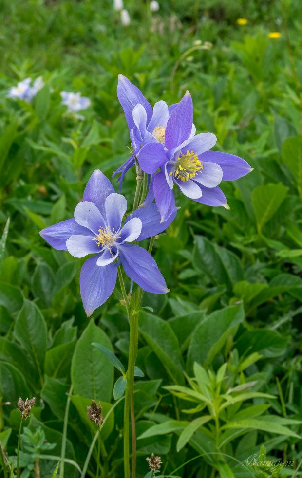 Columbine, Colorado's state flower 