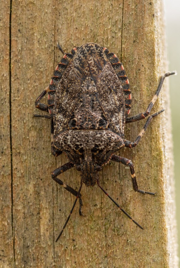 Rough Edged Stink Bug 