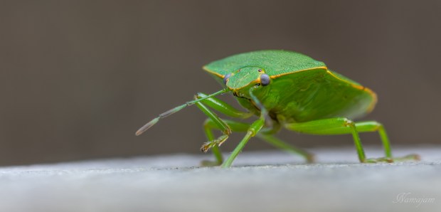 Green Stink Bug