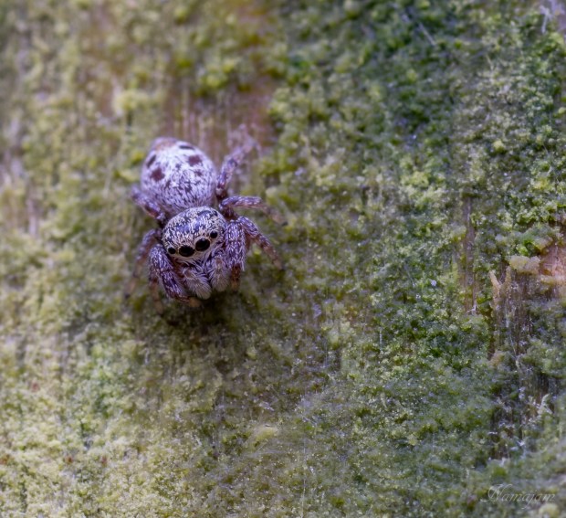 Jumping Spider