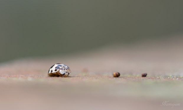 This is a White Beetle of some type. 