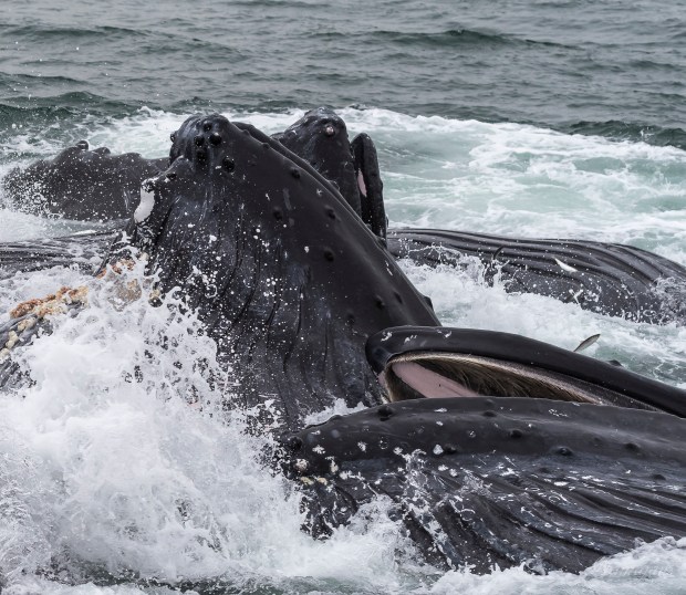Cropped...clear shot of the whales tongue and baleen.