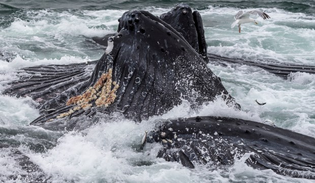 Cropped...here you can see the barnacles attached to the lower jaw and herring jumping frantically.