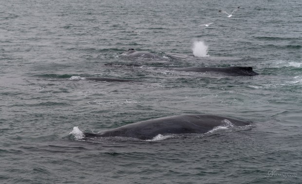 One whale exhaling and one inhaling.